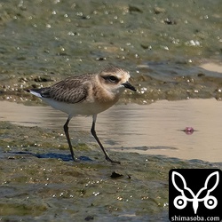 オオメダイチドリ幼鳥。