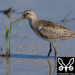 サルハマシギ幼鳥。幼羽から第1回冬羽へ。