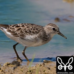 ヒバリシギ冬羽。