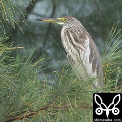 アカガシラサギ第1回冬羽。