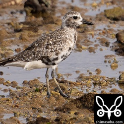 石垣島では少ないダイゼン。夏羽が残っています。