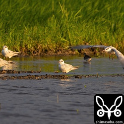 夕方になると集まってきました。クロハラアジサシのねぐら。