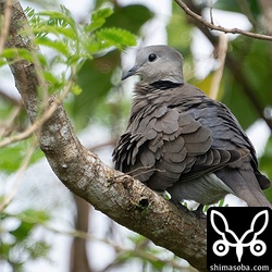 ベニバトは数を増やしています。現在10羽が逗留中。