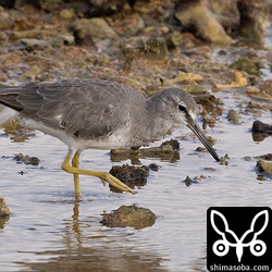 海岸ではキアシシギが多く見られます。