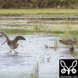 ハリオシギ(左)とチュウジシギ。