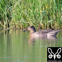 今季初のコガモ。これからどんどん増えていきます。