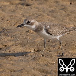オオメダイチドリ冬羽。