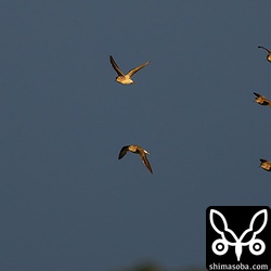 ヒバリシギの飛翔。