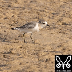 メダイチドリ幼鳥。