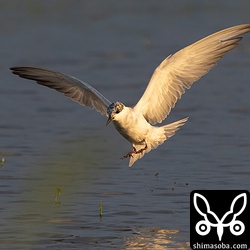 クロハラアジサシ着水寸前。