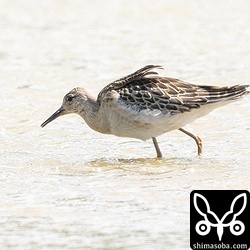 エリマキシギも複数羽が滞在中。