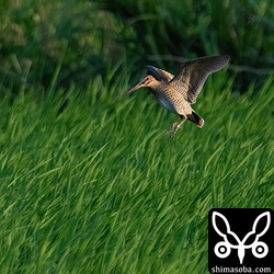 田んぼに降りるチュウジシギの幼鳥。