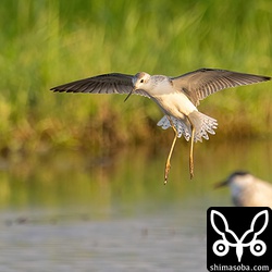 コアオアシシギは第2波が到来しています。