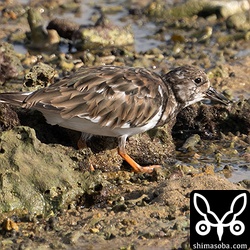 増えたり減ったりのキョウジョシギ。