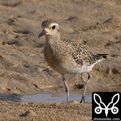ムナグロは海岸や田んぼ、畑などで確認。