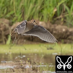 ハリオシギ幼鳥の飛翔。