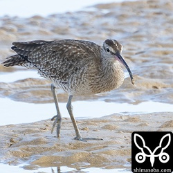 チュウシャクシギ成鳥。