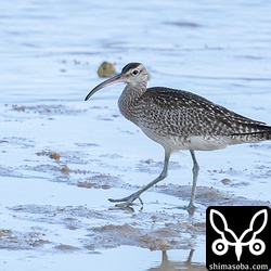 チュウシャクシギ幼羽から第1回冬羽へ換羽中。