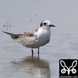 クロハラアジサシ幼鳥。