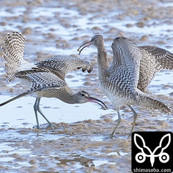 チュウシャクシギ幼鳥(左)と成鳥の争い。