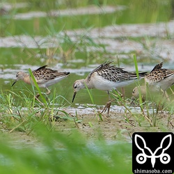 エリマキシギ幼鳥3羽。右から順にメス、オス、オス。真ん中の個体はずいぶん白っぽいですね。