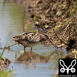 水路にタシギ。今季のこのエリアはなぜかジシギが少ないです。