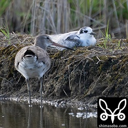 オグロシギとハジロクロハラアジサシ。