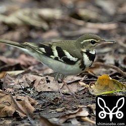 これも獲物はバッタ。
