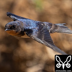 ツバメの飛翔。地表近くに虫がいるのか、地面すれすれを飛び回っていました。