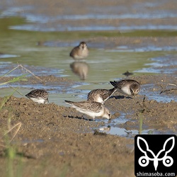 トウネンとヒバリシギ。