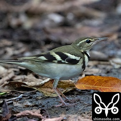警戒心の弱い個体で近くまで近づいてきました。