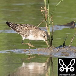 トウネン冬羽。