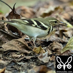 落ち葉をひっくり返しながら餌をさがしていた。