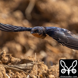 さらに低い位置を飛行。