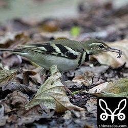 小さなバッタをよく捕らえていました。
