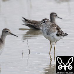 水浴びするタカブシギ。すべて幼鳥。