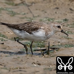 トウネン夏羽から冬羽へ。