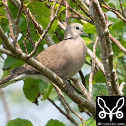 ベニバト成鳥メス。