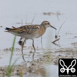 ウズラシギ幼鳥。
