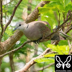 ベニバトのオス幼鳥。第1回冬羽に移行中。