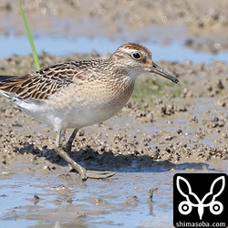 ウズラシギ幼鳥。