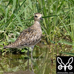 ムナグロ冬羽が出だしています。