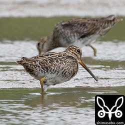ハリオシギ成鳥。
