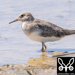 オジロトウネン成鳥。冬羽へ換羽中。