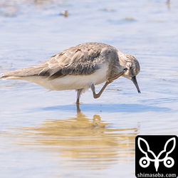 広い田んぼのなかでも気に入った場所があるようで何かに驚いても同じ場所で採餌していました。