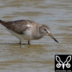 アカアシシギ幼羽から第1回冬羽へ。
