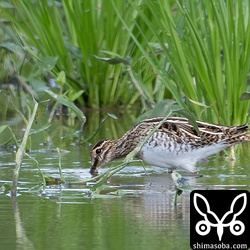 タシギ。美しいですね。^^