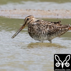 ハリオシギ。幼羽から第1回冬羽へ。