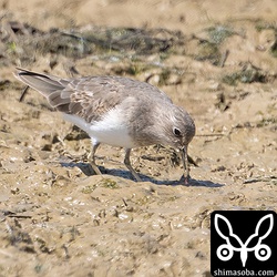 小さなアカムシのような獲物を捕まえていました。