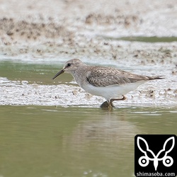 オジロトウネン幼鳥。